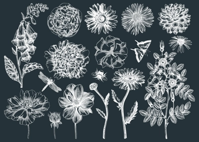 Hand-sketched flower illustrations collection. Vintage summer florals drawing set. Detailed and elegant garden plant on chalkboard. Botanical elements in engraved style.
